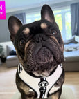 French Bulldog wearing a white NeoCool Sport harness in a home setting with 'M SIZE' label.