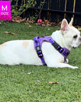 NeoCool™ Sport Dog Harnesses with Handle in purple worn by Frenchie with medium and light purple accents on grass with a 'M' size label in the corner.