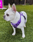 NeoCool™ Sport Dog Harness with Handle in purple worn by French Bulldog with medium and light purple accents on a grassy lawn.