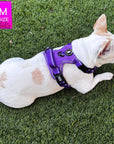 NeoCool™ Sport Dog Harness with Handle in purple worn by French Bulldog with medium and light purple accents on grass with a blurred background