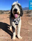 Large Dog wearing NeoCool™ Sport Dog Harness With Handle in white with black and gray accents standing on a dirt path with mountains in the background.