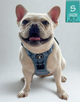 No Pull Dog Harness and Least Set - Downtown Denim on French Bulldog - sitting white background - Wag Trendz