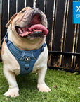 No Pull Dog Harness and Least Set - English Bulldog wearing Downtown Denim Dog Harness with Handle - sitting against black fence - Wag Trendz