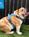 No Pull Dog Harness and Least Set - English Bulldog wearing Downtown Denim Dog Harness with Handle - sitting sideways in grass with black fence in background - Wag Trendz