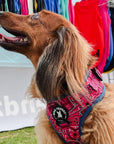 No Pull Dog Harness - Dachshund wearing Bandana Boujee Hot Pink No Pull Dog Harness with Denim Accents - sitting on grass with event in background - Wag Trendz