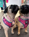 No Pull Dog Harness - Two Pugs wearing Bandana Boujee Hot Pink No Pull Dog Harness - sitting outdoors - Wag Trendz