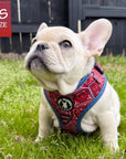No Pull Dog Harness - French Bulldog puppy wearing Red Bandana Boujee No Pull Dog Harness with Denim Accents - standing in grass with black fence in background - Wag Trendz