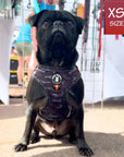 No Pull Dog Harness - Pug wearing black and gray camo no pull dog harness with front clip and orange accents - sitting outside in the grass - Wag Trendz