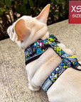 No Pull Dog Harness - Frenchie Bulldog puppu wearing Skull Society no pull dog harness with multicolored graphics in yellow, blue, purple with black background - back view of puppy sitting on sidewalk - Wag Trendz