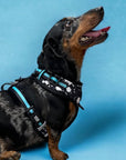 No Pull Dog Harness - Dachshund wearing black no pull dog harness with white paint splatter and teal accents - front clip for no pull training - blue background- Wag Trendz