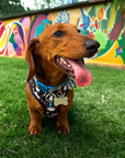 No Pull Dog Harness - Dachshund wearing black no pull dog harness with white paint splatter and teal accents - front clip for no pull training - sitting on grass with painted wall behind- Wag Trendz