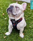French Bulldog wearing a no pull dog harness in camo with orange accents sitting on the grass with a small size label in the corner