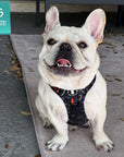 Frenchie Bulldog wearing a black and gray camo no pull dog harness on a gray rug with a 'S Size' label in the corner