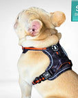 French Bulldog wearing a black & gray camo dog harness with orange accents on a white background and a Small size sticker in corner