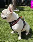 White Frenchie Bulldog wearing a camo no pull dog harness in black and gray camo with orange accents on a grassy area with M size sticker