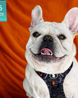 Frenchie Bulldog wearing a camo no pull dog harness on an orange background with a small size tag