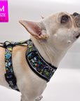 No Pull Dog Harness - Frenchie Bulldog wearing Skull Society no pull dog harness with multicolored graphics in yellow, blue, purple with black background - against solid white background - Wag Trendz