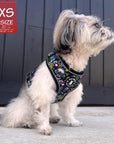 No Pull Dog Harness - Shih Tzu Mix wearing Skull Society no pull dog harness with multicolored graphics in yellow, blue, purple with black background - chest and back side - sitting outdoors - Wag Trendz