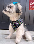 No Pull Dog Harness -Shih Tzu mix wearing Skull Society no pull dog harness with multicolored graphics in yellow, blue, purple with black background - chest and back side - sitting outdoors - Wag Trendz