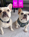 No Pull Dog Harness - French Bulldogs wearing Skull Society no pull dog harness and reflective collar with multicolored graphics in yellow, blue, purple with black background - sitting outdoors on white rug - Wag Trendz