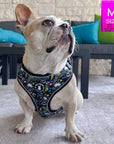 No Pull Dog Harness - Frenchie Bulldog wearing Skull Society no pull dog harness with multicolored graphics in yellow, blue, purple with black background - sitting outdoors on a white rug - Wag Trendz
