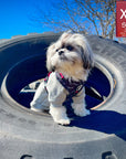 Dog Harness and Leash Set - Shih Tzu wearing black & gray camo dog harness with Pink Accents - standing in a black tire with blue sky - Wag Trendz