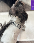 Hooded Sweatshirt For Dogs - Shih Tzu wearing “SPOILED” hooded sweatshirt in gray - backside view with SPOILED in black lettering - standing indoors - Wag Trendz