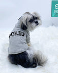 Hooded Sweatshirt For Dogs - Shih Tzu wearing “SPOILED” hooded sweatshirt in gray - backside view with SPOILED in black lettering - against a solid white background - Wag Trendz