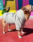 Hooded Sweatshirt For Dogs - Chihuahua wearing "Stay Pawsitive" hooded sweatshirt in gray - front view with paw print - standing outdoors on red concrete with graffiti glass in the background - Wag Trendz
