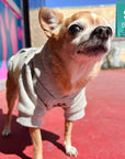 Hooded Sweatshirt For Dogs - Chihuahua wearing "Stay Pawsitive" hooded sweatshirt in gray - front view with paw print - standing outdoors on red concrete with graffiti glass in the background - Wag Trendz