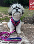 Adjustable Dog Leash - Shih Tzu mix wearing Bandana Boujee with Denim Accents in Hot Pink dog harness with adjustable leash attached - sitting on a rock outdoors facing camera - Wag Trendz