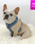 Denim Dog Harness - Reflective and No Pull - French Bulldog wearing Downtown Denim Dog Harness with reflective accents sitting on teal carpet showing the backside of the harness - Wag Trendz