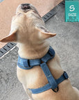 Denim Dog Harness - Reflective and No Pull - French Bulldog wearing Downtown Denim Dog Harness with reflective accents sitting outdoors on a dark gray patio looking up and showing backside of harness - Wag Trendz