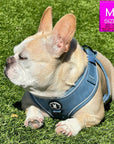 Denim Dog Harness - Reflective and No Pull - French Bulldog wearing Downtown Denim Dog Harness with reflective accents laying outdoors in the green grass - Wag Trendz