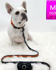 Dog Collar and Leash Set - French Bulldog wearing black and gray camo dog collar and leash set with bold orange stripe and matching poo bag holder attached - against solid white background - Wag Trendz