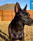 Dog Collar Harness and Leash Set - German Shepherd wearing XL Dog Adjustable Harness in black & gray camo with bold orange accents - standing outdoors in the green grass - Wag Trendz