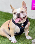 Dog Collar Harness and Leash Set - Frenchie Bulldog wearing Medium Dog Adjustable Harness in black & gray camo with bold orange accents - sitting outdoors in the green grass - Wag Trendz