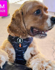 Dog Collar Harness and Leash Set - Cocker Spaniel wearing Medium Dog Adjustable Harness in black & gray camo with bold orange accents - standing outdoors - Wag Trendz