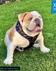 Dog Collar Harness and Leash Set - English Bulldog wearing XL Dog Adjustable Harness in black & gray camo with bold orange accents - sitting outdoors in the green grass - Wag Trendz