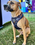 Dog Collar Harness and Leash Set - Black Mouth Cur wearing Large Dog Adjustable Harness in black & gray camo with bold orange accents - sitting outdoors in the green grass - Wag Trendz