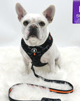 Dog Collar Harness and Leash Set - Frenchie Bulldog wearing Medium Dog Adjustable Harness in black & gray camo with bold orange accents and matching Dog Leash and Poop Bag Holder attached - against solid white background - Wag Trendz