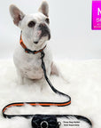 Dog Collar Harness and Leash Set - Frenchie Bulldog wearing Medium Dog Collar in black & gray camo with bold orange accents and matching Dog Leash and Poop Bag Holder attached - against solid white background - Wag Trendz