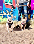 Dog Collar Harness and Leash Set - Frenchie Bulldogs wearing Medium and Large Dog Adjustable Harnesses in black & gray camo with bold orange accents - standing outdoors with human and colorful Graffiti wall in background - Wag Trendz