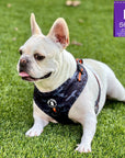 Dog Collar Harness and Leash Set - Frenchie Bulldog wearing Large Dog Adjustable Harness in black & gray camo with bold orange accents - laying outdoors in the green grass - Wag Trendz