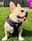 Dog Collar Harness and Leash Set - French Bulldog wearing Medium Dog Adjustable Harness in black & gray camo with hot pink accents - sitting outdoors in the green grass - Wag Trendz