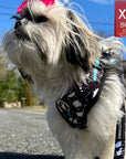 Dog Collar Harness and Leash Set - Shih Tzu wearing XS Dog Adjustable Harness and leash attached in black and white paint splatter with bold teal accents - standing outdoors - Wag Trendz