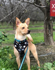 Dog Collar Harness and Leash Set - Chihuahua wearing XS Dog Collar, Adjustable Harness and Leash in black and white paint splatter design with bold teal accents - standing outdoors in the grass - Wag Trendz