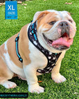 Dog Collar Harness and Leash Set - English Bulldog wearing Large Dog Adjustable Harness in black and white paint splatter design with bold teal accents - sitting outdoors in the grass - Wag Trendz