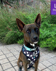 Dog Collar Harness and Leash Set - Medium Size Dog wearing L Dog Adjustable Harness in black and white paint splatter with bold teal accents - sitting outdoors with green plants in the background - Wag Trendz