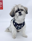 Dog Collar Harness and Leash Set - Shih Tzu wearing XS Dog Adjustable Harness in black with white paint splatter design and bold teal accents - against solid white background - Wag Trendz